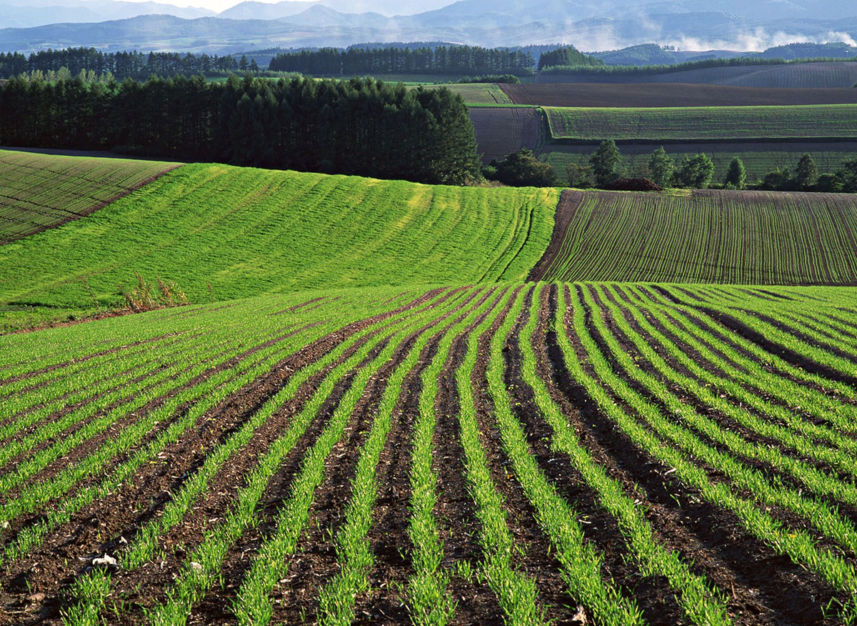 Обіцяв пасовище, а вирощує зерно: на Волині у підприємця заберуть 160 гектарів землі