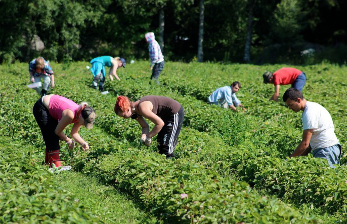 Польські працівники не замінять українських, – голова Асоціації переробників фруктів та овочів