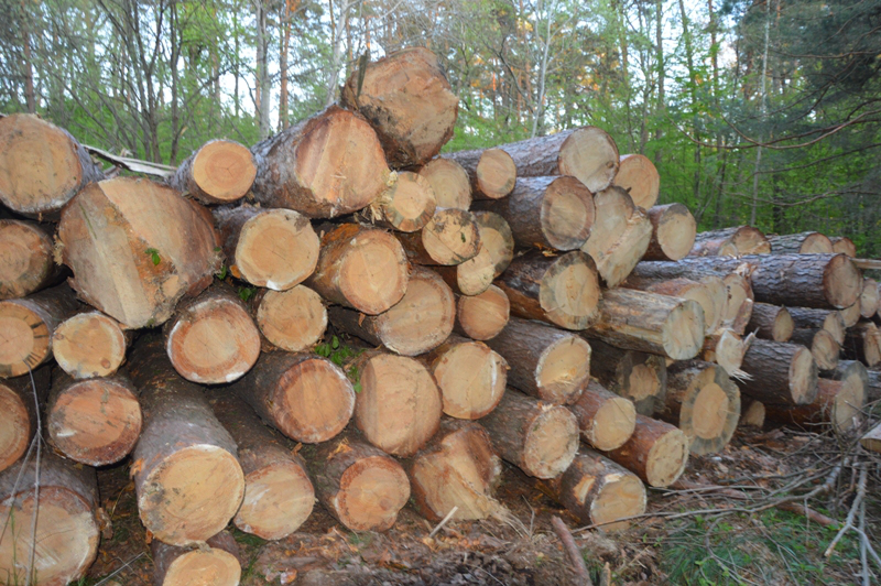 Зрубали тишком-нишком: на Горохівщині виявили 139 колод сосен (ФОТО)