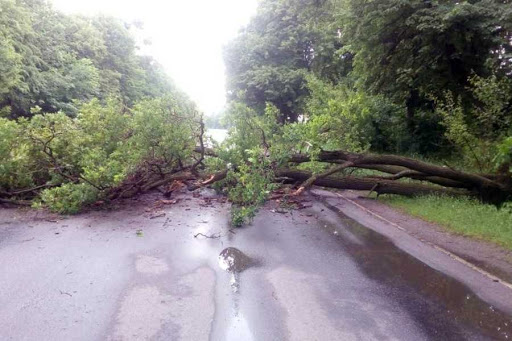 Затоплений будинок і закидана деревами дорога: наслідки буревію на Волині