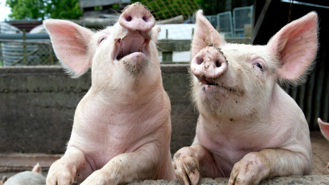 Загибель свиней на Волині: чума не підтвердилася, підозрюють корми