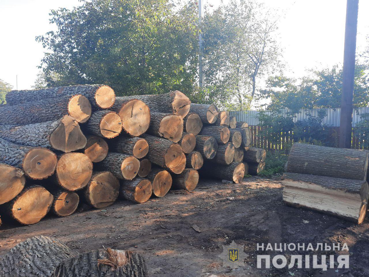 У Луцьку на підприємстві знайшли 60 колод незаконно зрубаного дуба (фото)