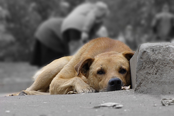 В Україні створили додаток для допомоги безпритульним тваринам