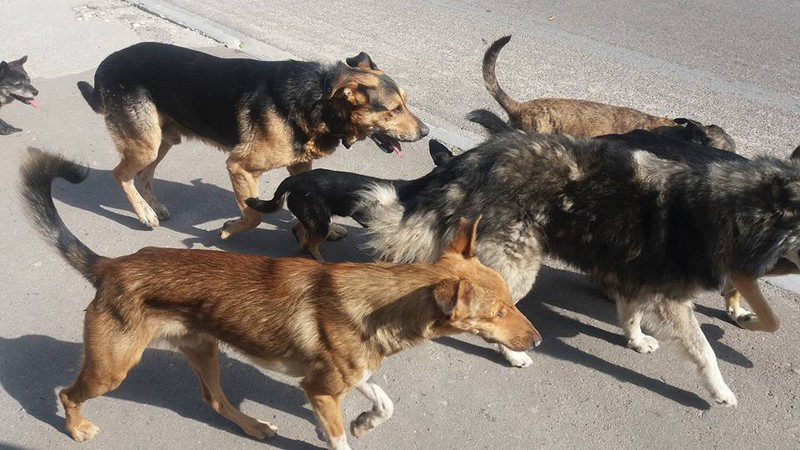 У Луцьку на журналістку напали собаки