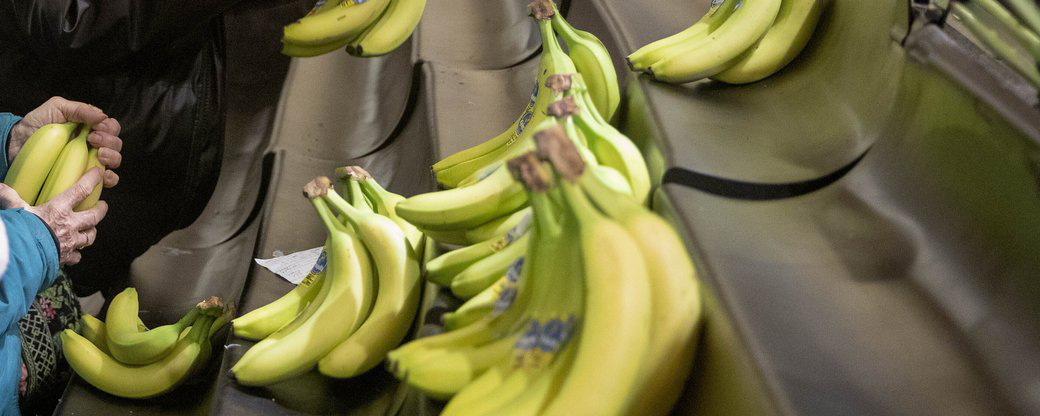 В Австралії в заморожених бананах знайшли пів тонни кокаїну