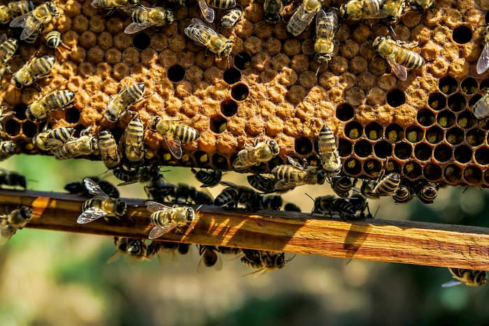 В Австралії знайшли бджіл-«сов», які працюють вночі, а вдень сплять