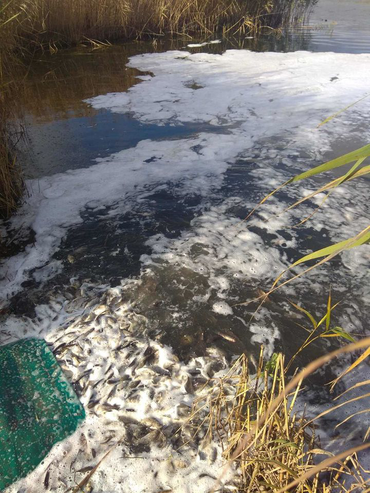 У водосховище в Ковельському районі запустили дві тонни риби (фото)
