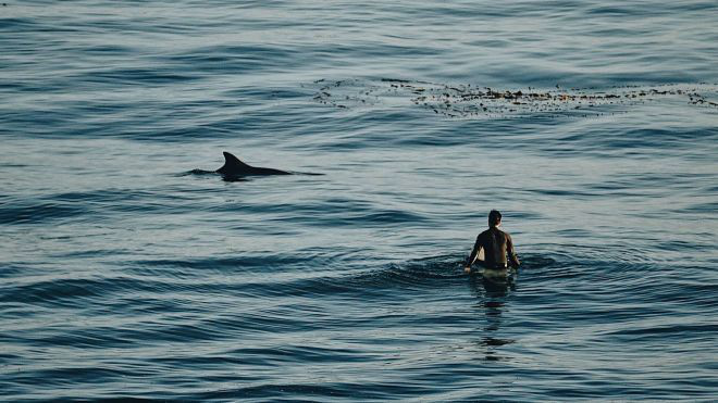 Вперше за багато років: у Новій Зеландії акула вбила людину