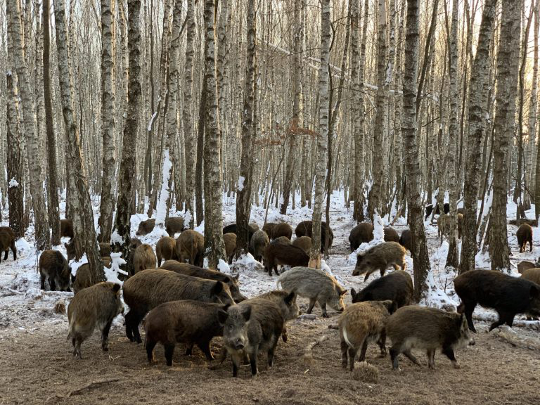 Олені, кабани, фазани: на Волині лісівники розвивають мисливство (відео)