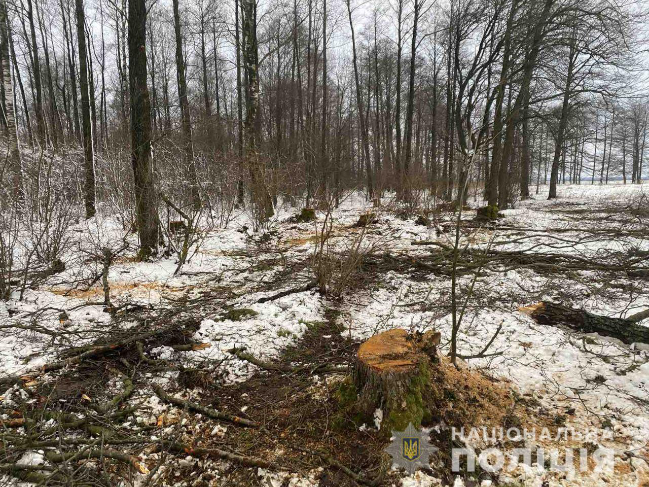 Залишились лише пеньки: у Ковельському районі незаконно рубали ліс