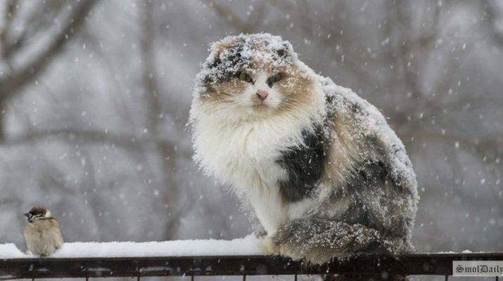 Сніжитиме весь день: погода в Луцьку на суботу, 30 січня