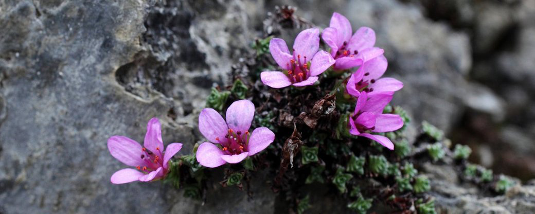 Через глобальне потепління можуть зникнути альпійські квіти – вчені