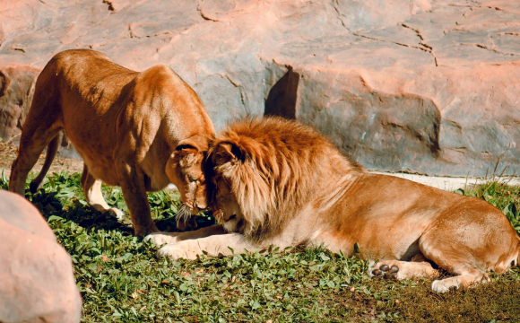 Фото дня: як виглядає всередині паща лева із Луцького зоо