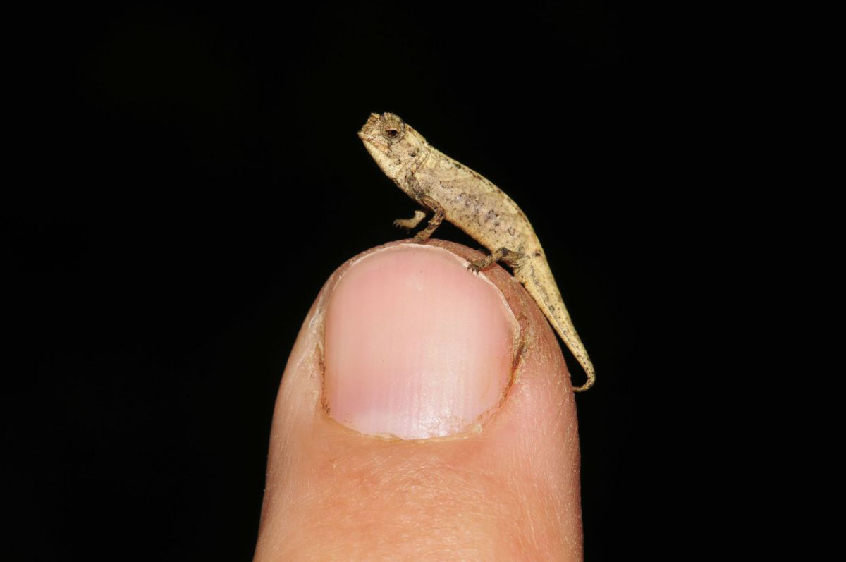 Поміщається на кінчику пальця: вчені знайшли найменшу у світі ящірку