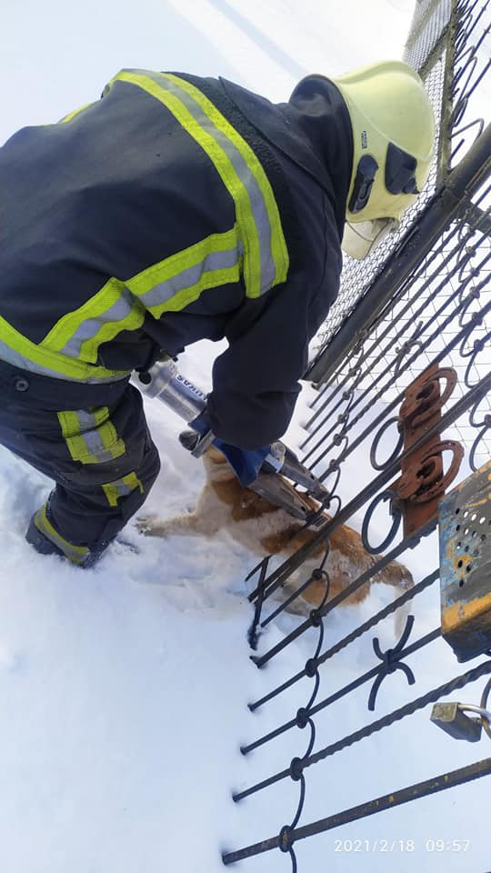 Не проліз: у Ківерцях рятували собаку, який застряг у паркані (фото)