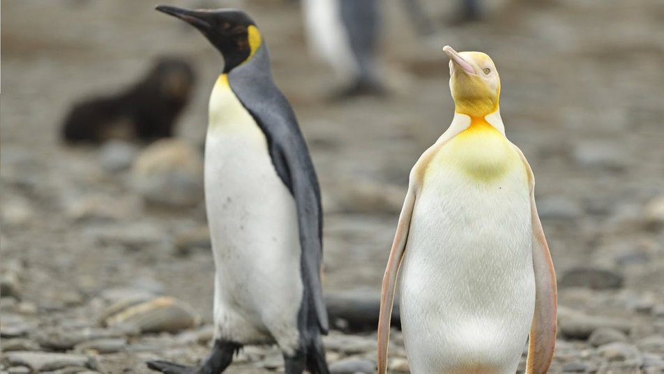 Унікальний птах: в Антарктиці знайшли жовтого пінгвіна (фото)