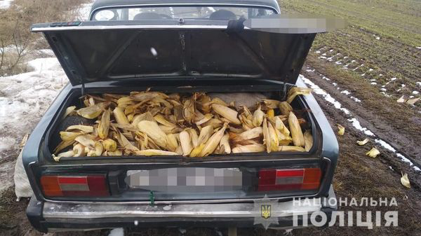 На Волині з поля вкрали понад 250 кілограмів кукурудзи (фото)
