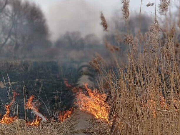Підпалив траву – спалив ліс: волинянина хочуть змусити відшкодувати збитки