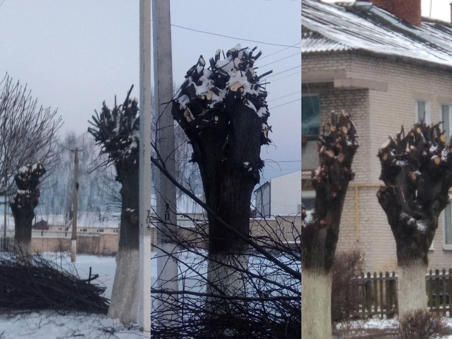 Варварське кронування дерев тепер і в Ківерцях: місцеві нарікають на роботу комунальників (фото)