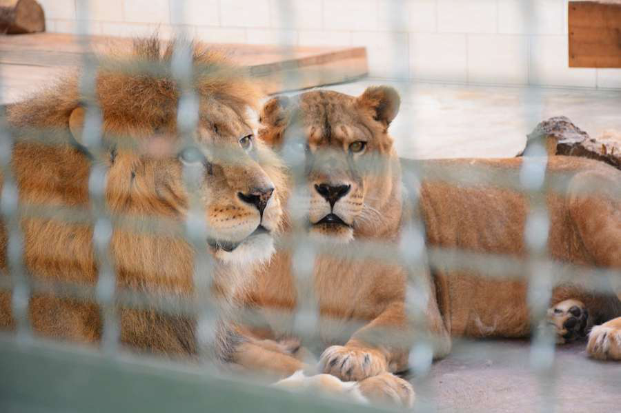 Інші зоопарки готові передати Луцьку самця лева