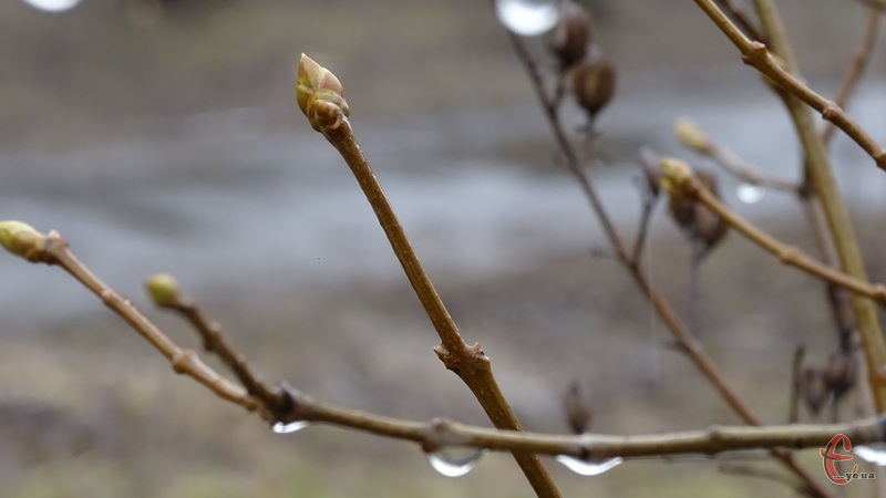 Похолодання і дрібний дощ: погода в Луцьку на суботу, 3 квітня