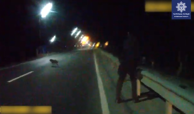 У Жидичині трасою вештався пес із пластиковою пляшкою на голові (відео)