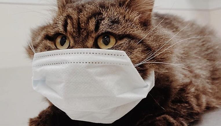 Науковці знайшли випадки передачі коронавірусу від людини котам