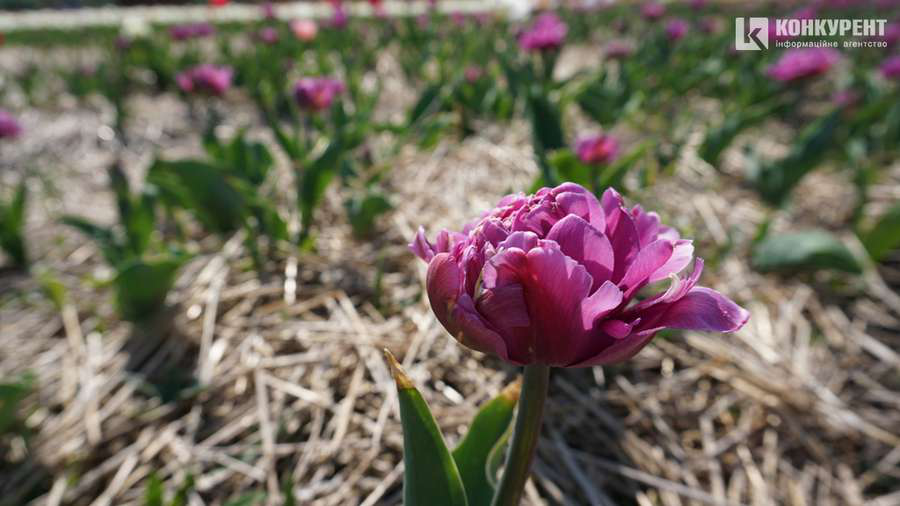 Три гектари тюльпанів: «Волинську Голландію» показали з висоти (відео)