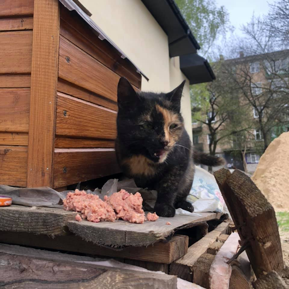 У Луцьку обікрали бездомних котиків (фото)