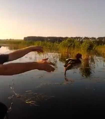 У Луцькому районі з браконьєрських сіток звільнили птаха (відео)