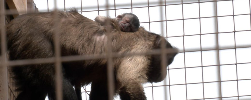 У Луцькому зоопарку в сім'ї капуцинів народилося маля (фото)