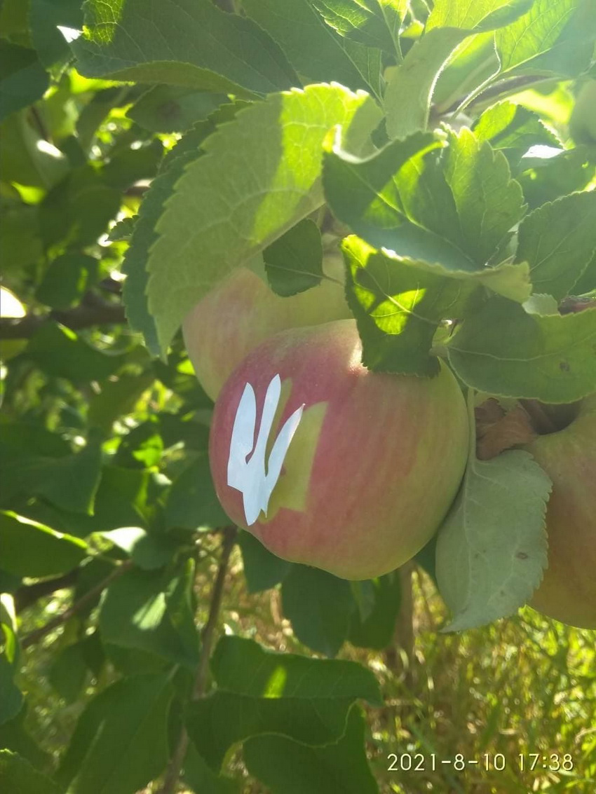 На Вінниччині виростили яблука з Тризубом до Дня Незалежності (фото)