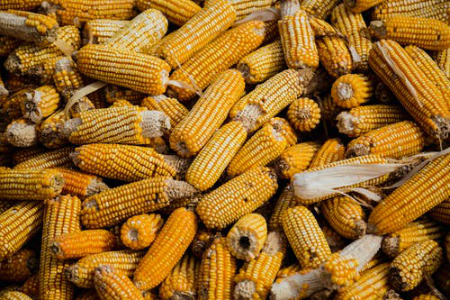 В Україні чекають на рекордний урожай кукурудзи