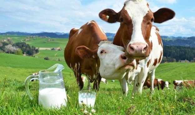 В Україні озвучено ціни на молоко-сировину