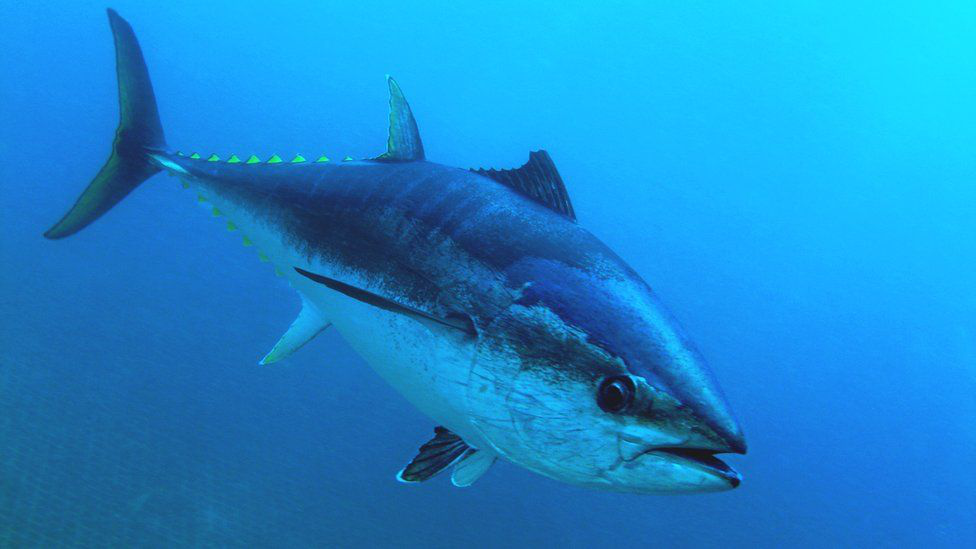 Популяція тунця починає відновлюватися, – вчені