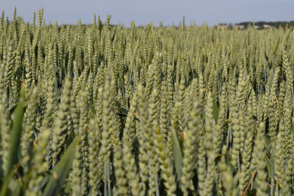 Засіяли пшеницею: на Камінь-Каширщині незаконно зайняли землю