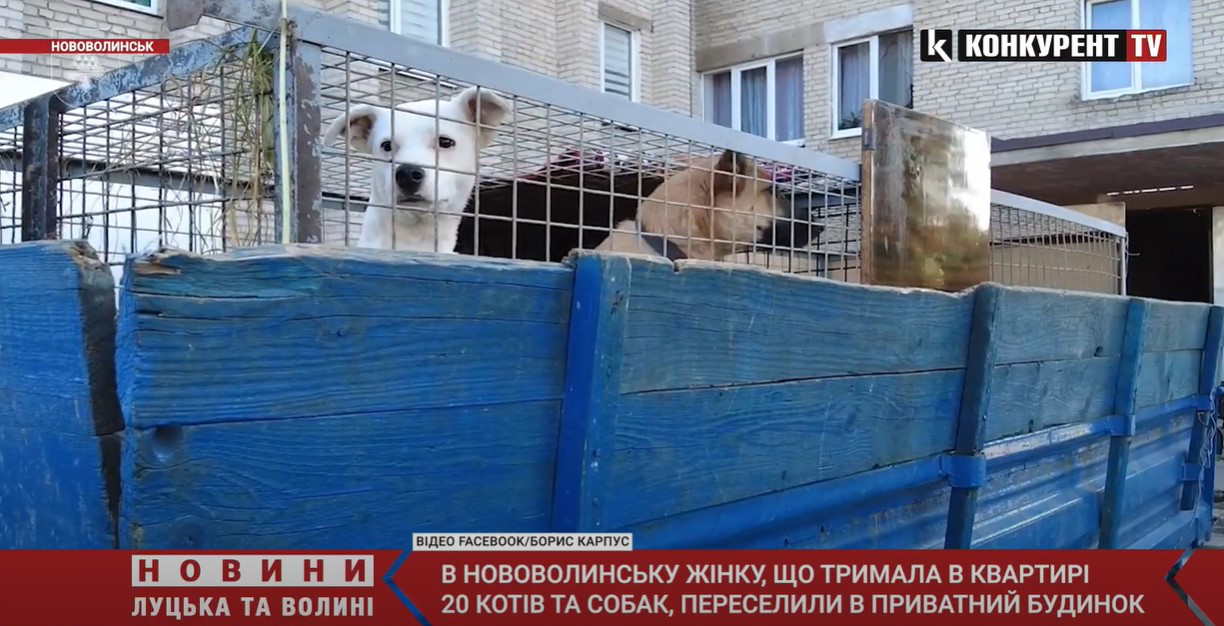 Жінку з 20 котами та псами виселили за межі Нововолинська (відео)