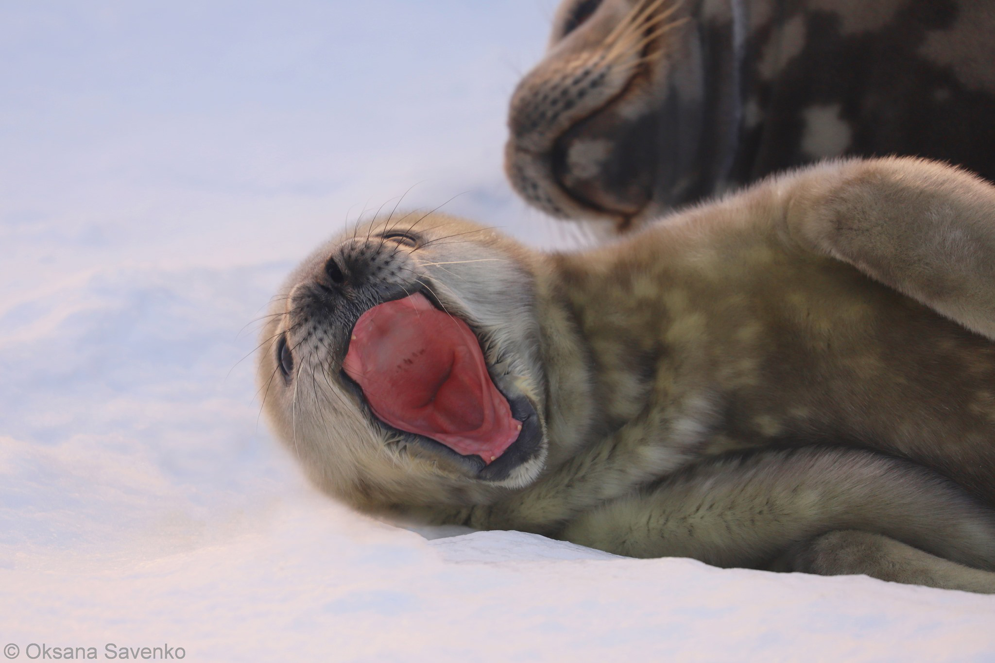 Пенола та Краля: поблизу «Академіка Вернадського» народилися тюленята(фото)