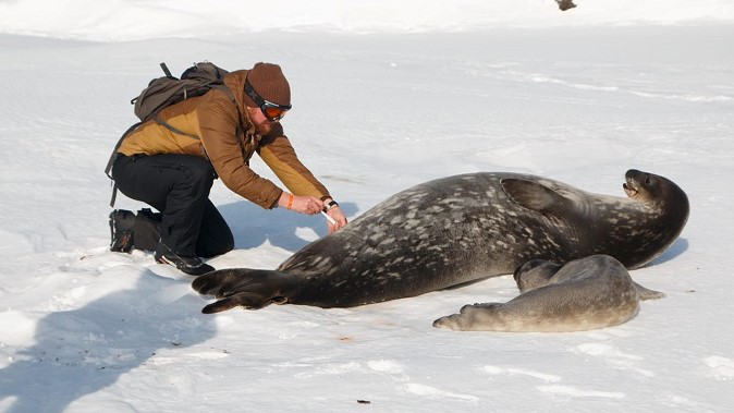 Чи можна гладити тварин в Антарктиді – розповіли полярники