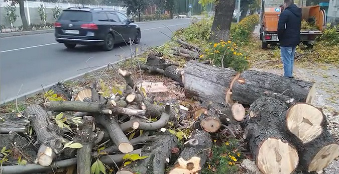 У Луцьку зріжуть пів сотні дерев, які заважають ремонту (відео)