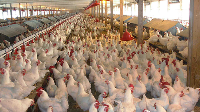На французькій фермі стався спалах високопатогенного пташиного грипу