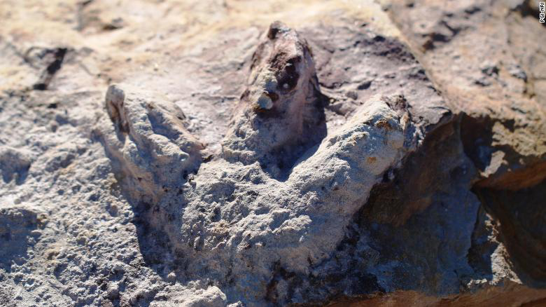 Польські геологи знайшли декілька сотень відбитків лап динозаврів