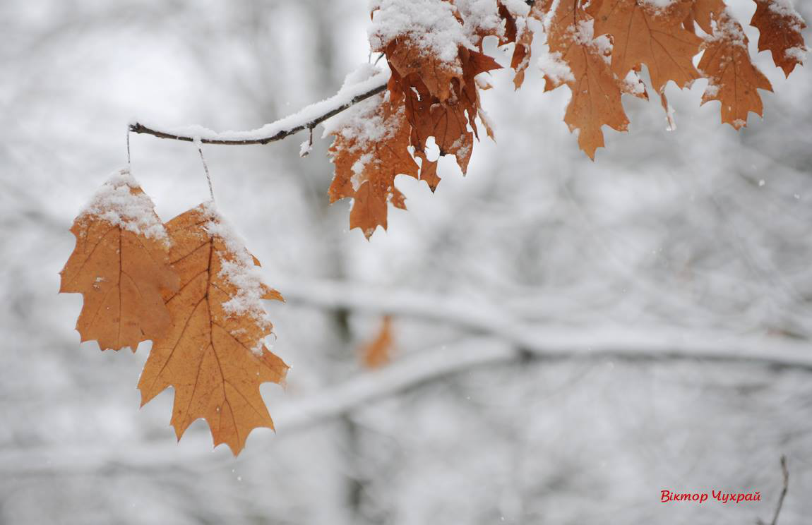Морозно: погода в Луцьку на середу, 22 грудня