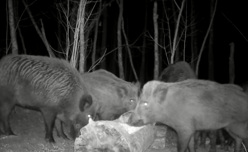 У лісі на Волині камери зафіксували вечерю диких кабанів (відео)