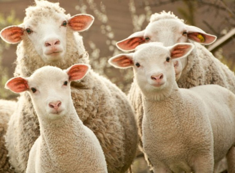 🐑 У волинянина конфіскують собак, які на фермі задушили 8 овець