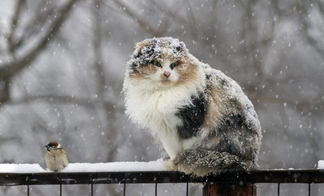 Похмуро та сніжно: погода в Луцьку на п'ятницю, 21 січня