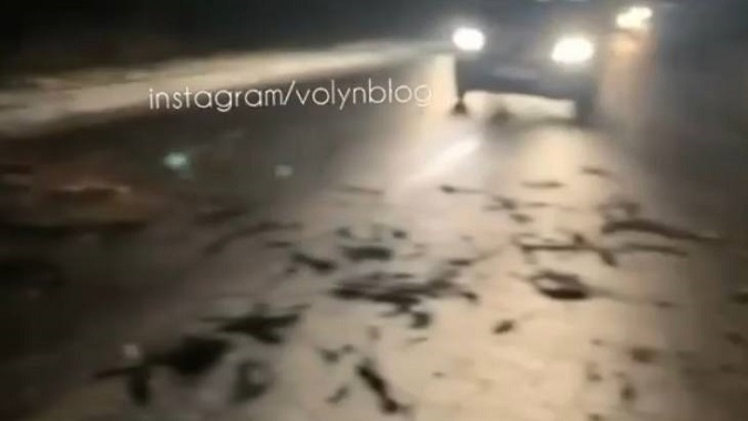 На трасі Луцьк-Маневичі дерево впало на дорогу та перекрило рух (відео)
