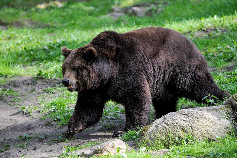 Жінка кинула трирічну дитину у вольєр до ведмедя: що зробив звір