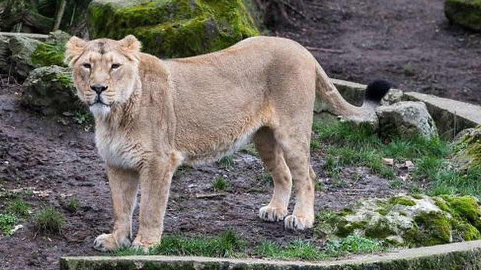 В Ірані левиця вирвалася з вольєра і вбила доглядача