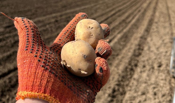 Так потрібно Україні: на Волині картоплю «на їжу» висаджує вузькоспеціалізована агрофірма